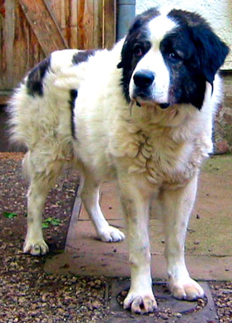 Kaukase