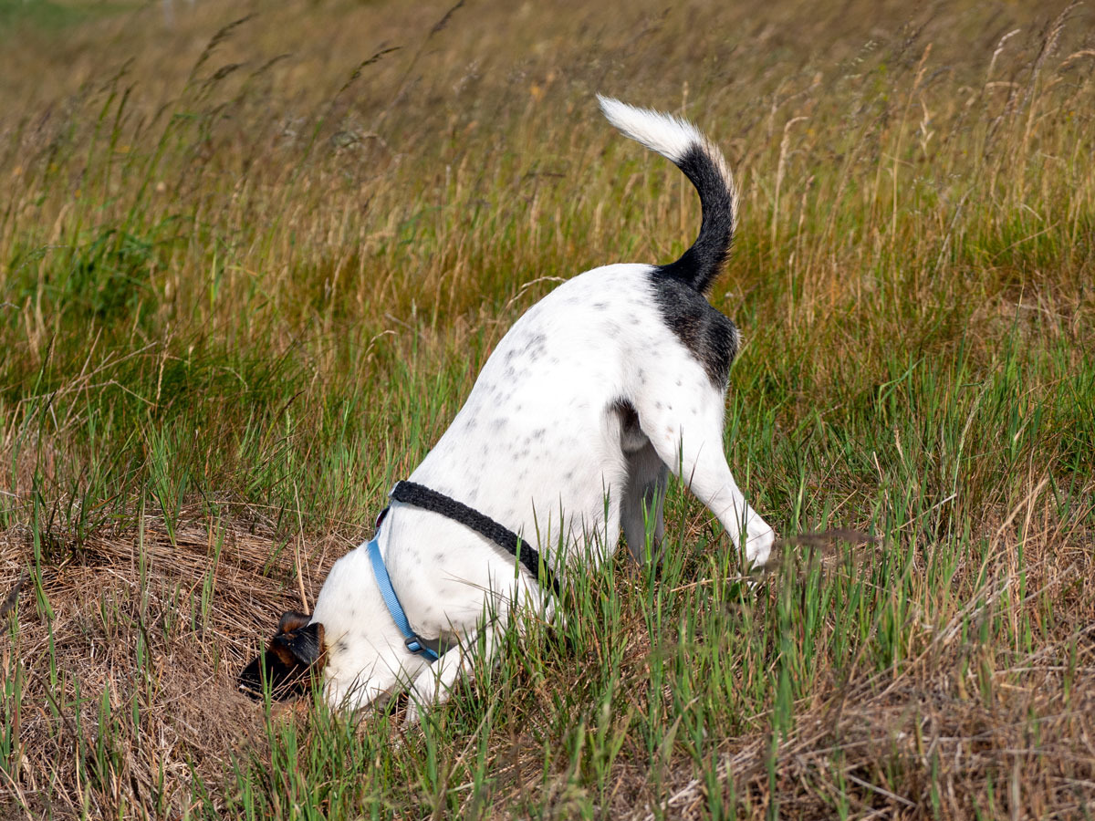 Operation "Vogel Strauss"