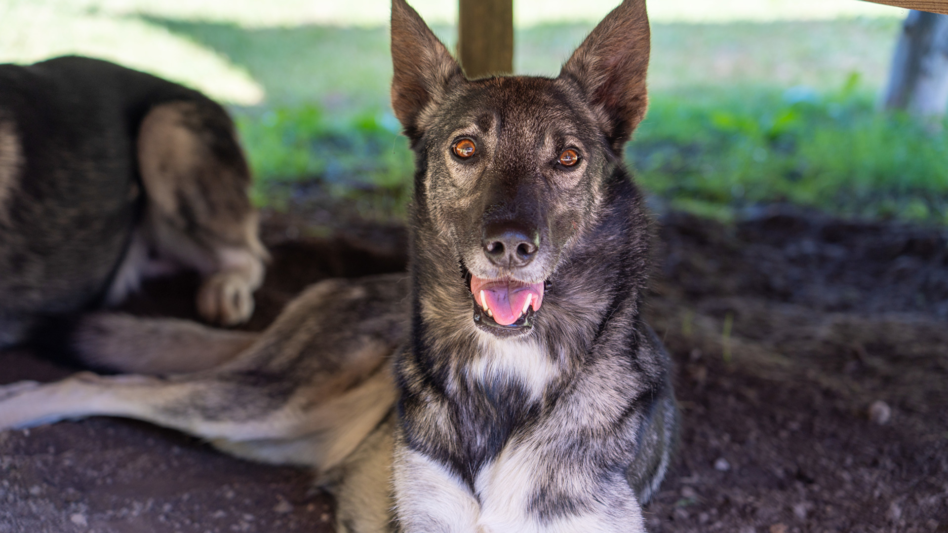 Jessie, eIn Sibirian Husky aus dem Huskycamp in Mürzsteg "Huskyfieber"