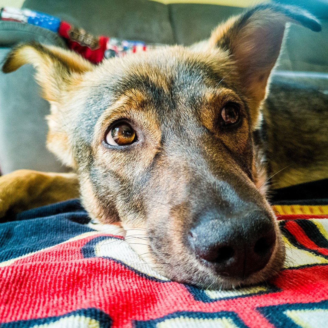 einfachso - Hund Sofazeit