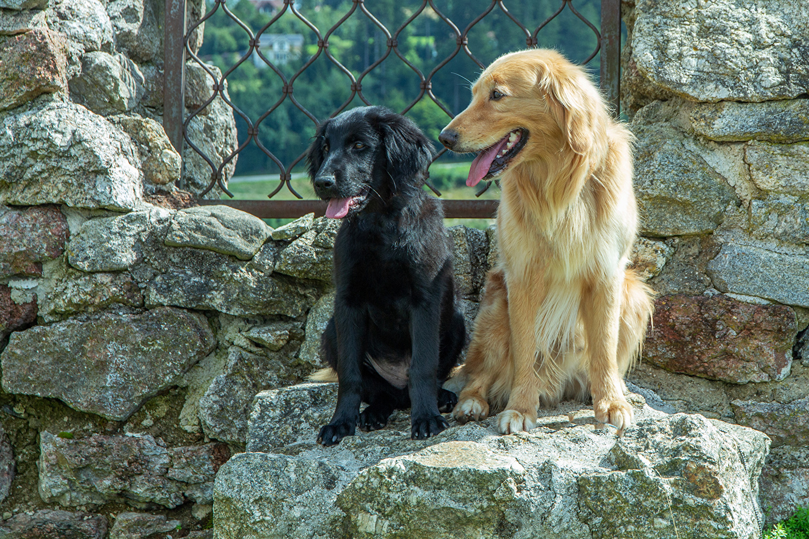  Hunde..................zwei Goldis