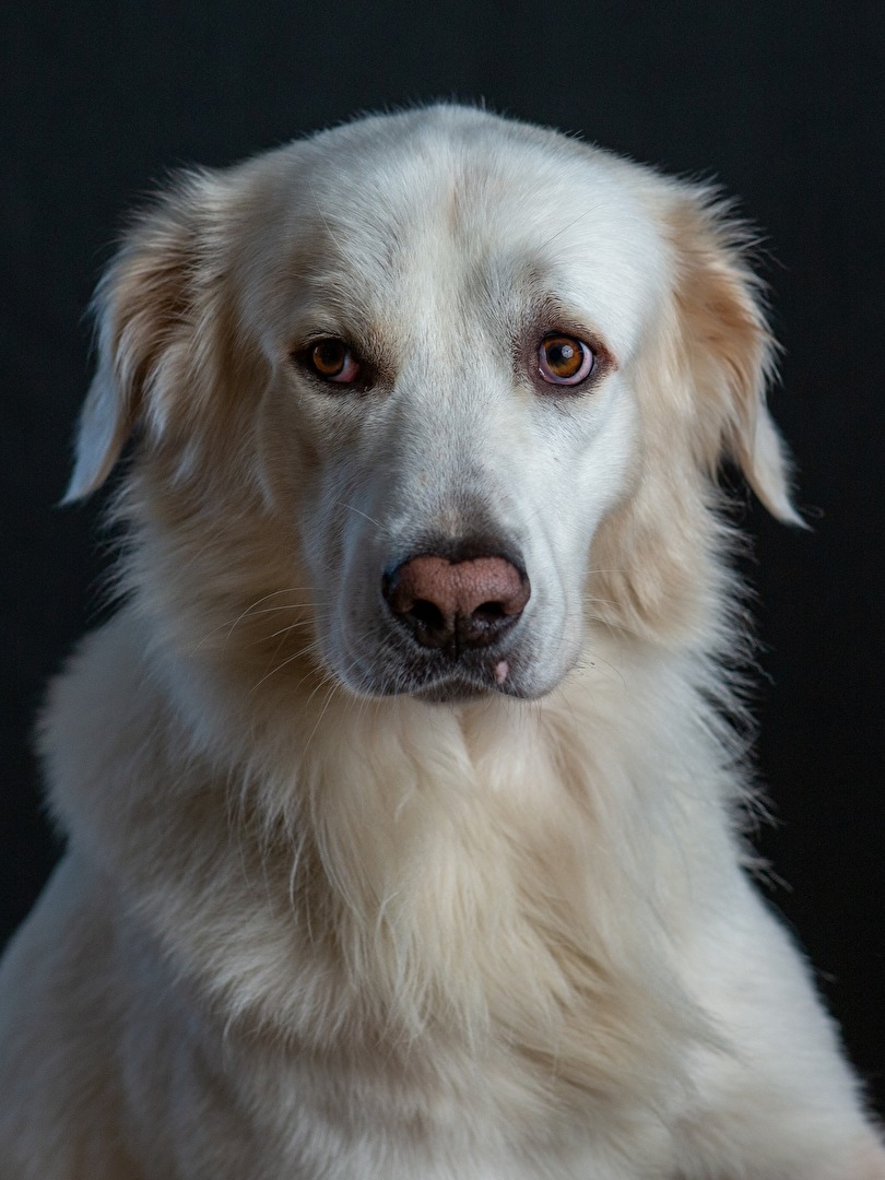 Hund Hunde Dein Freund