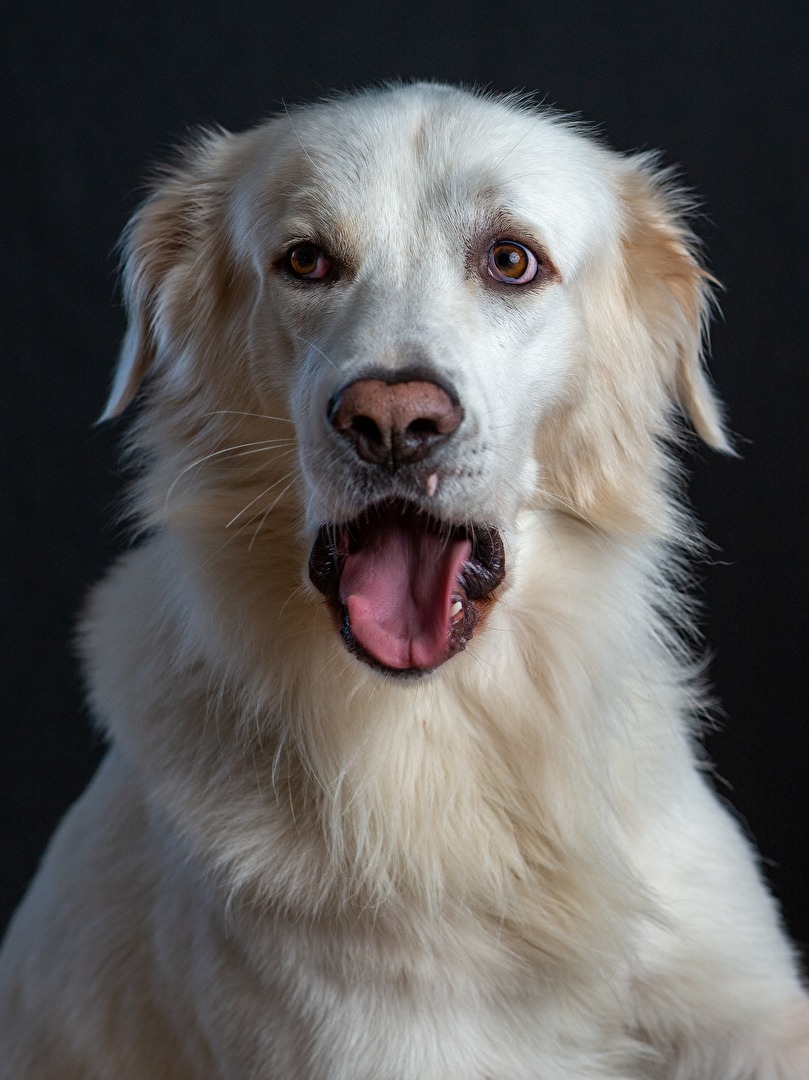 Tiere Haustierporträts Hunde