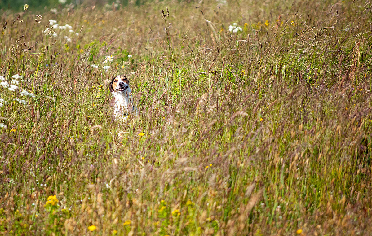 Hund "ja wo bleibt er denn,...?"