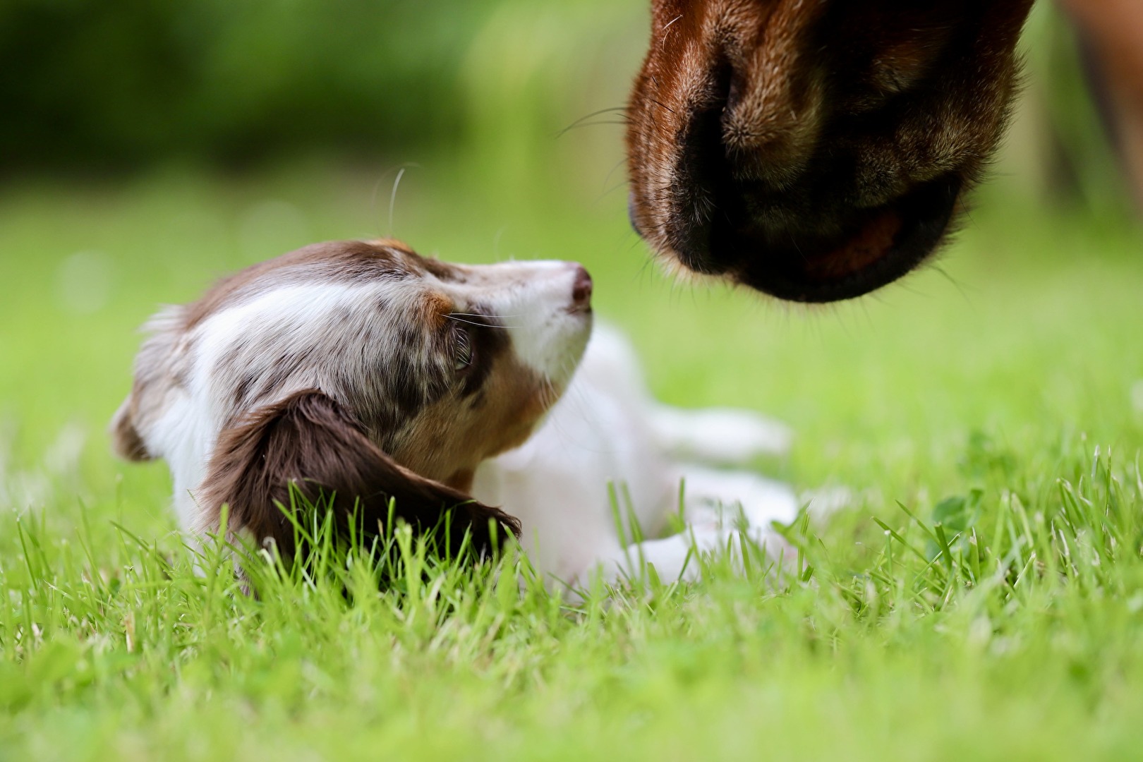 #Hund Frieda und Max