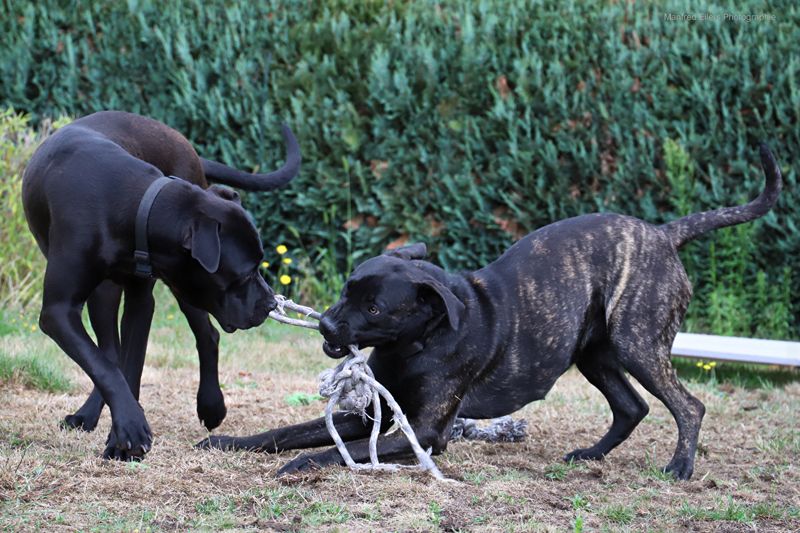 Verspielte Haustiere