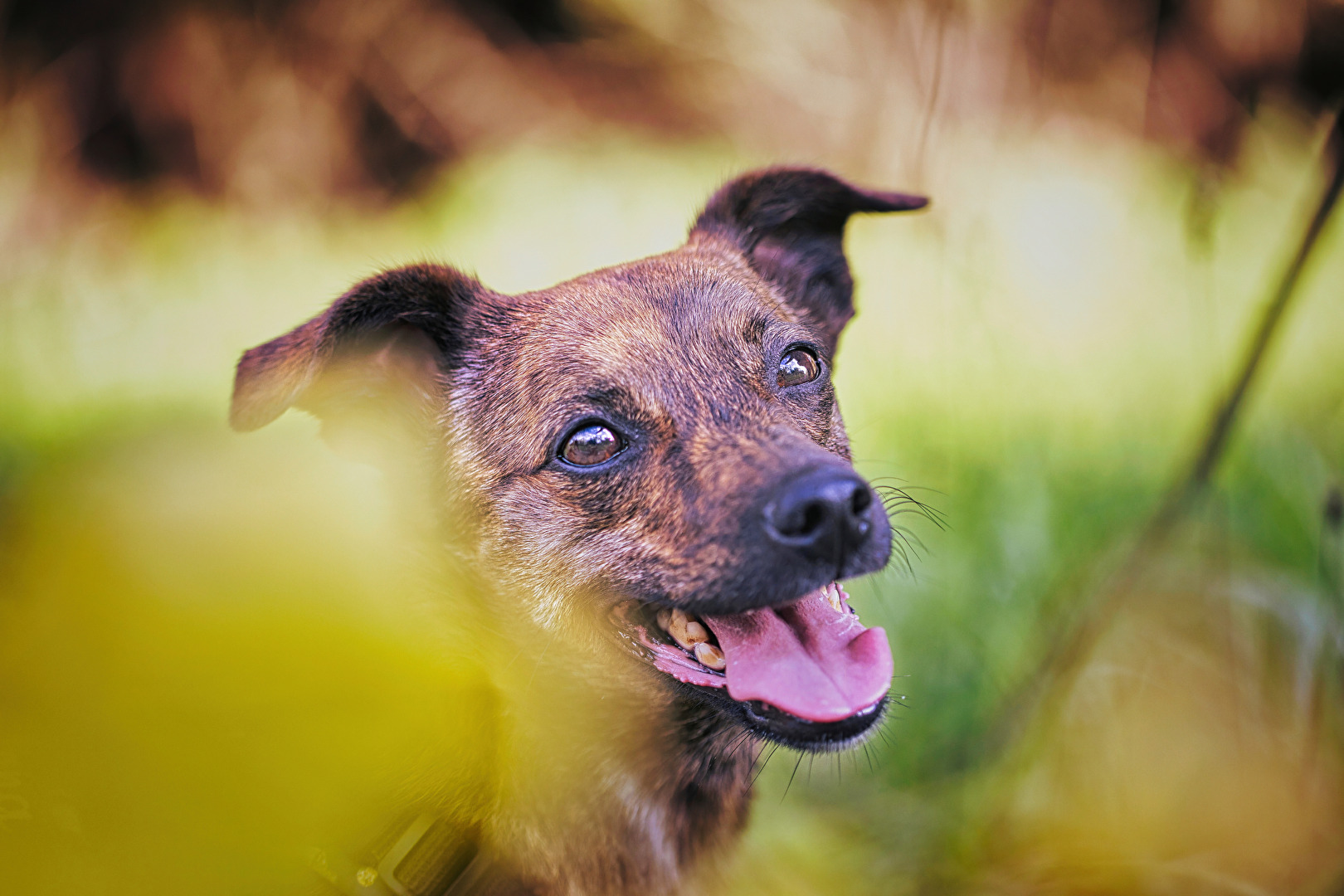 #Hunde #haustierporträts