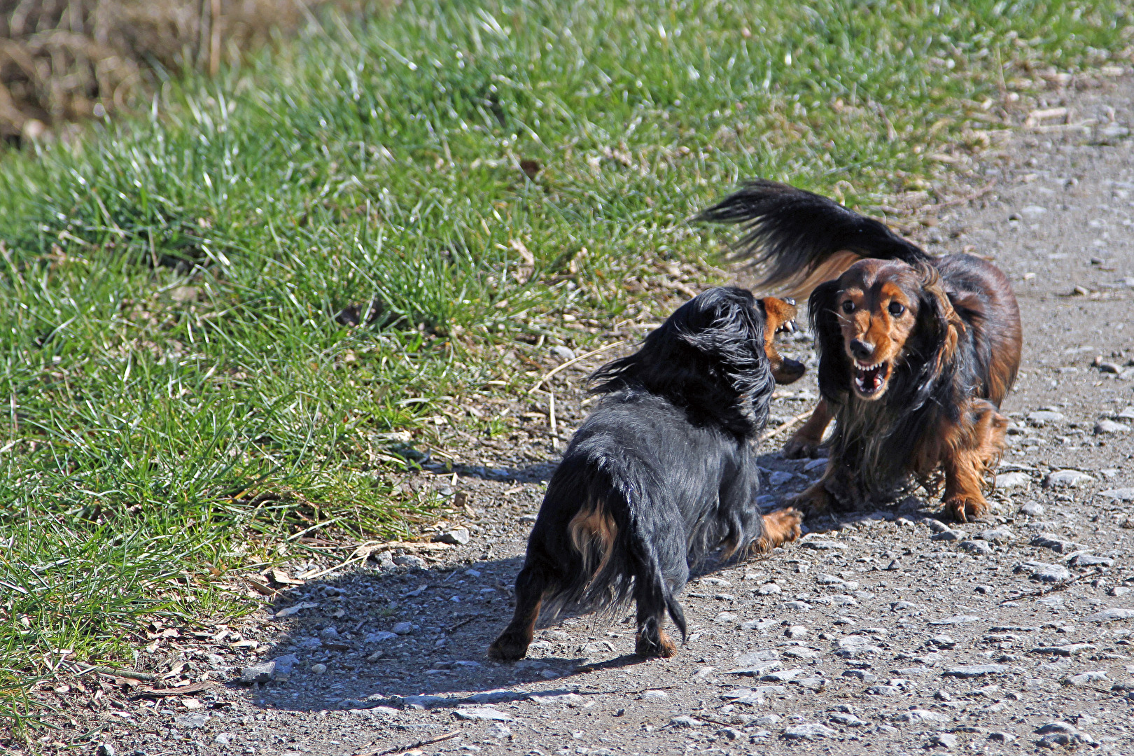 Leo und Jasper