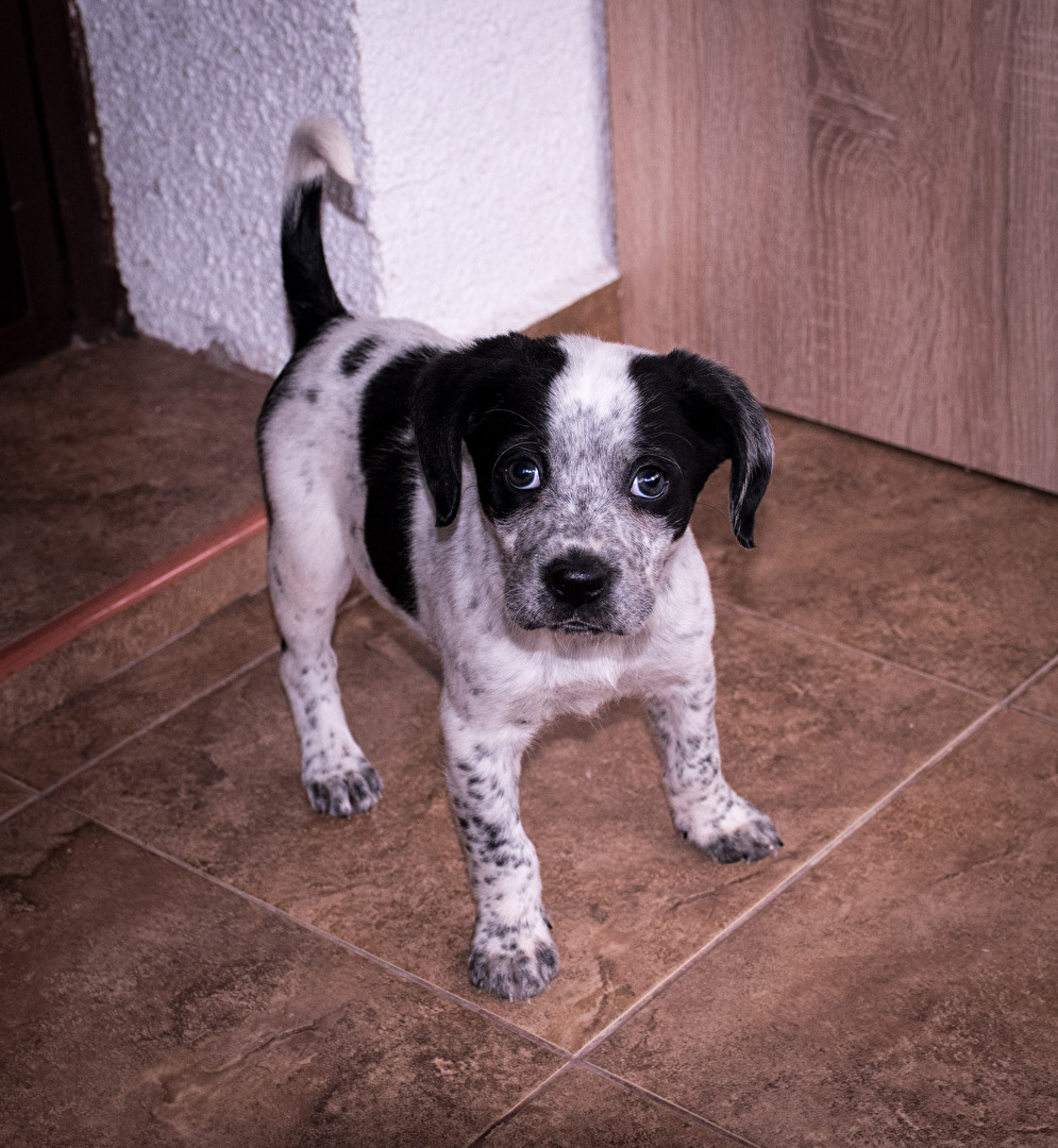 Darf ich verstellen: "Drago"