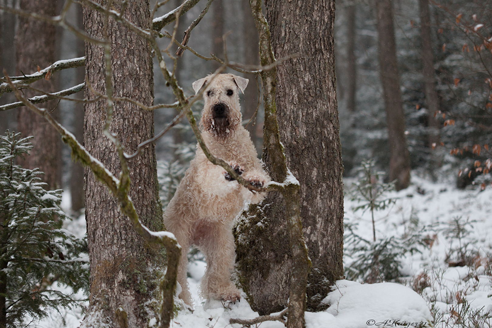 Irish Soft Coated Wheaten Terrier (Jondis)