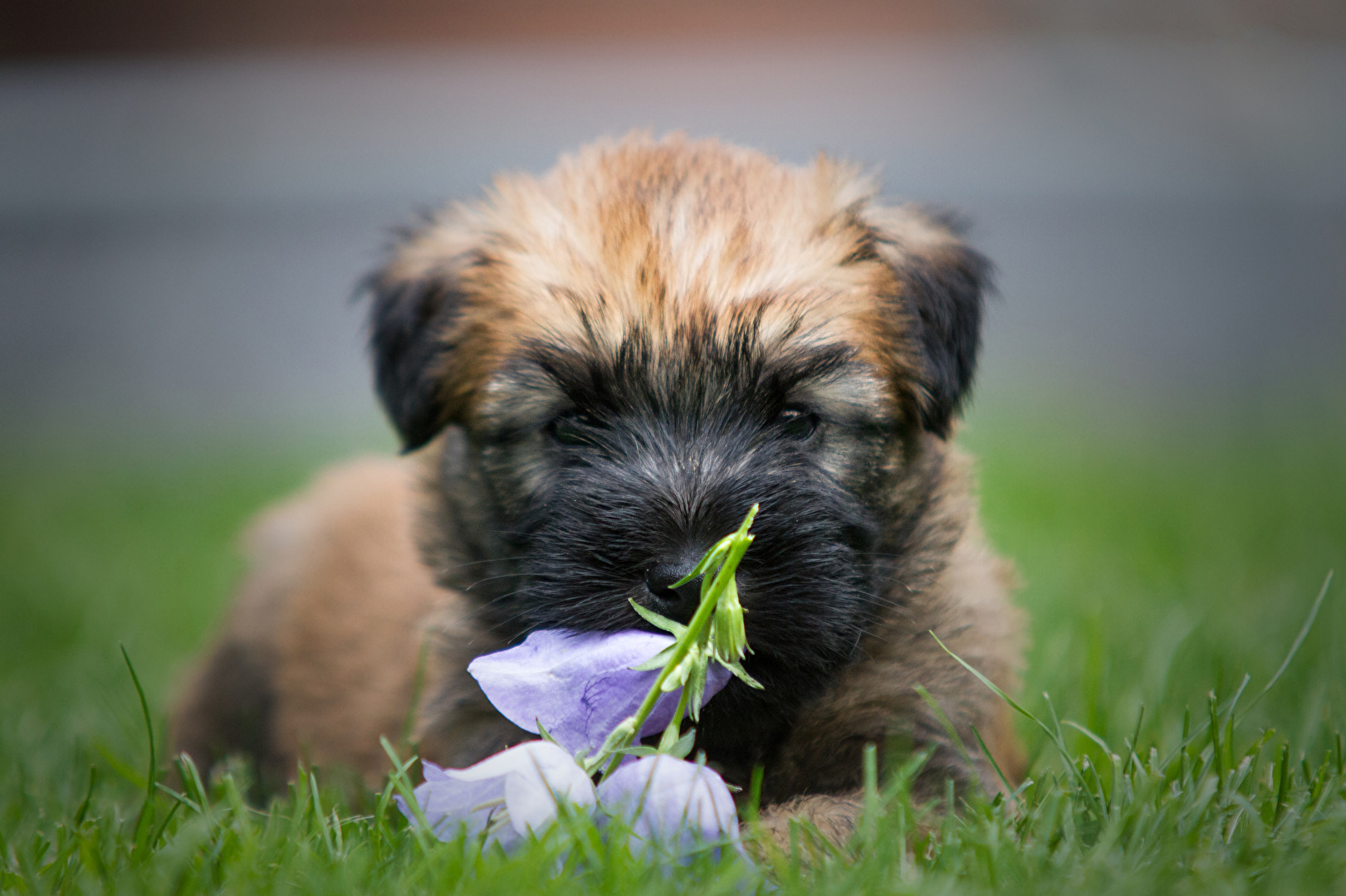 Irish Soft Coated Wheaten Terrier (5 Wochen alt)