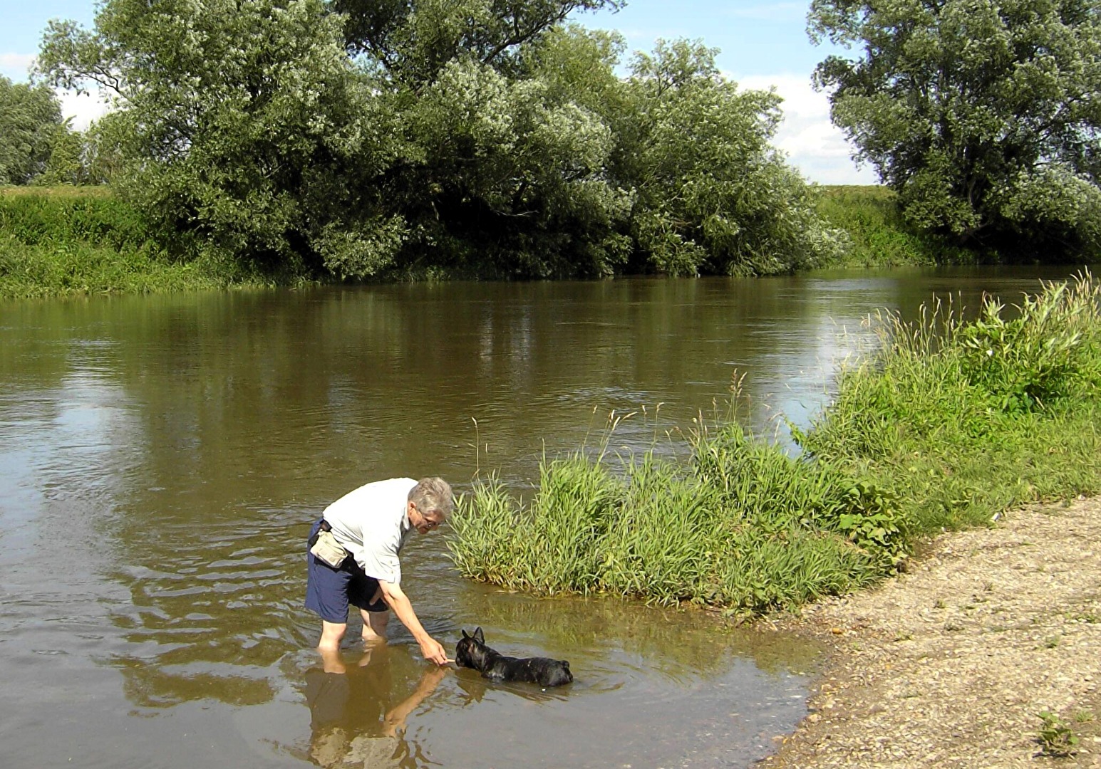 Französische Bulldogge