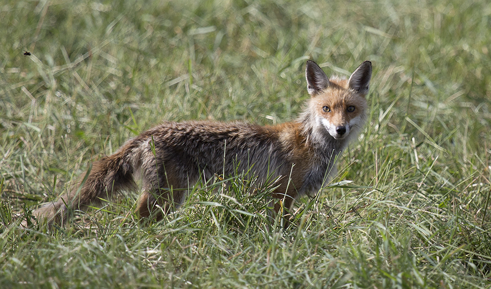 vom Fotografen endeckt