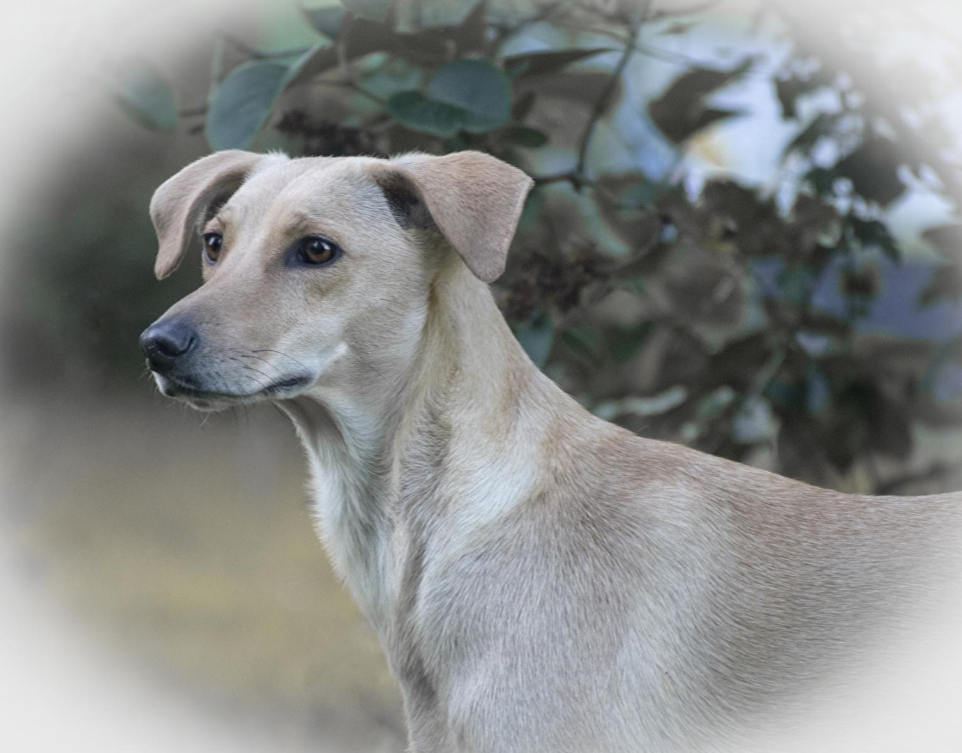 Hund, natürlich die Beste und schönste Hündin der Welt ;-)