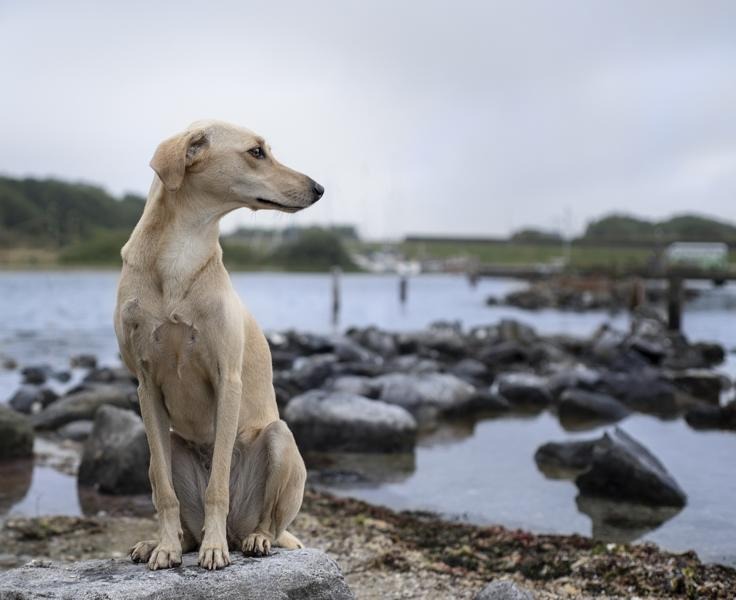 #Hunde