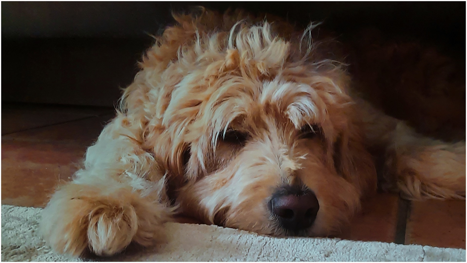 #Hunde