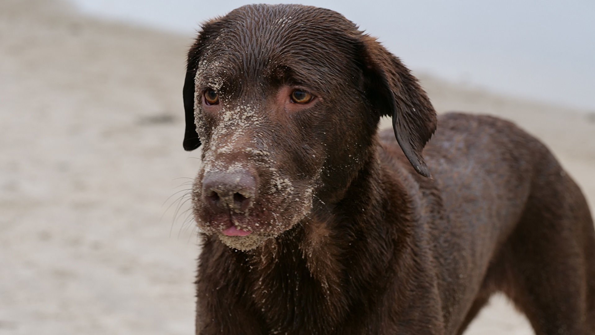 unsere Maja in Dänemark 2022