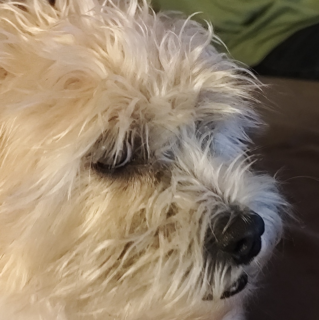 mein Name ist Coco