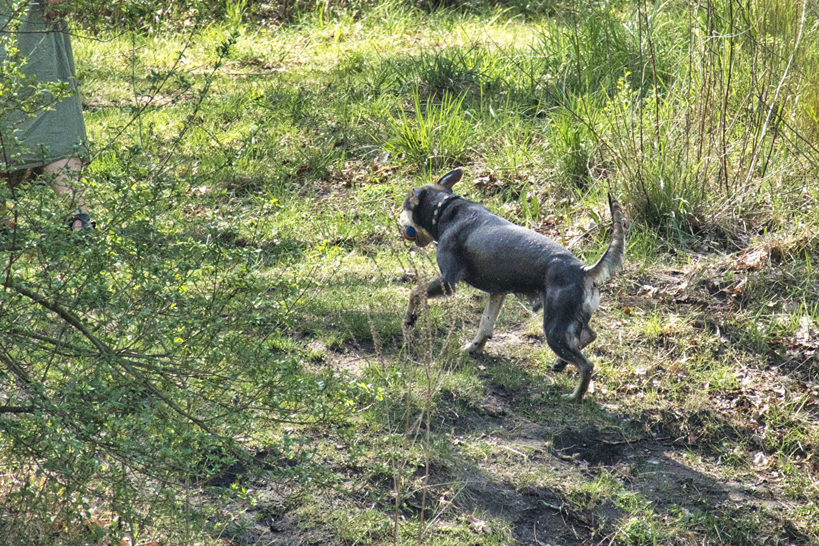Hunde