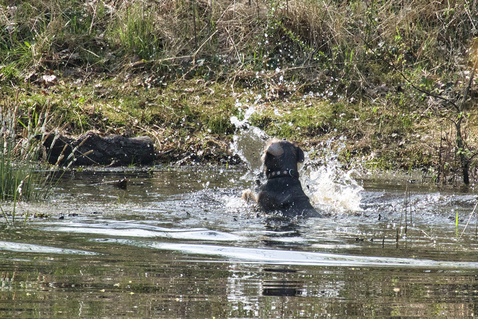 Hunde