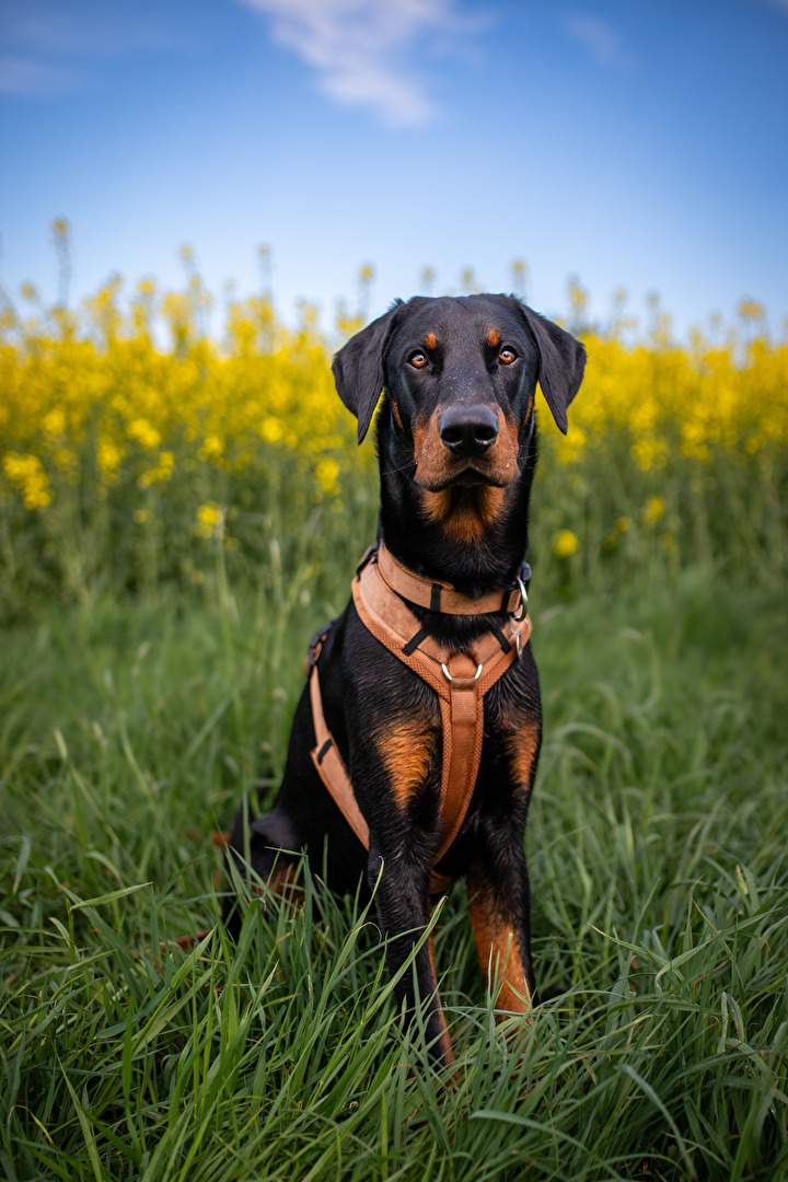 Kalle vor dem Rapsfeld