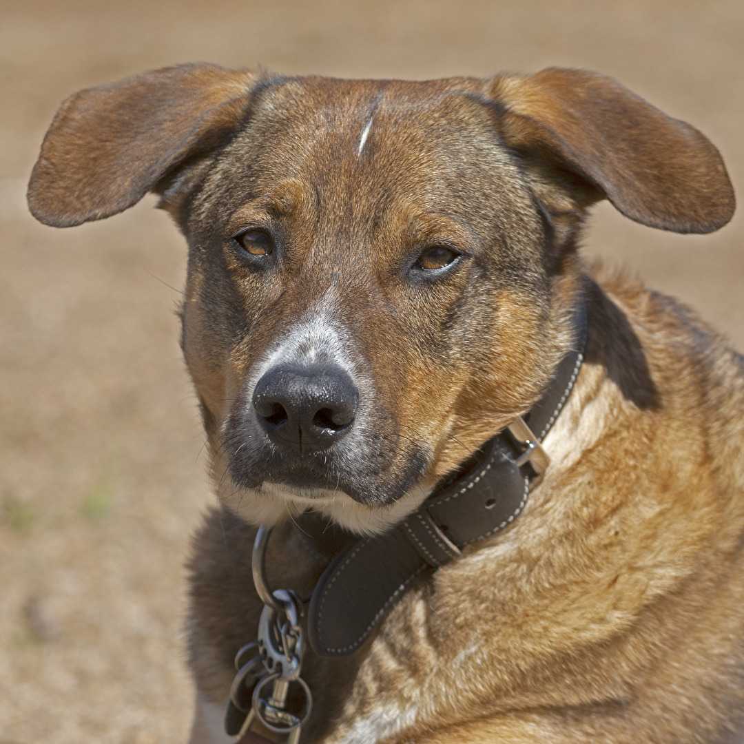 Freund und Beschützer