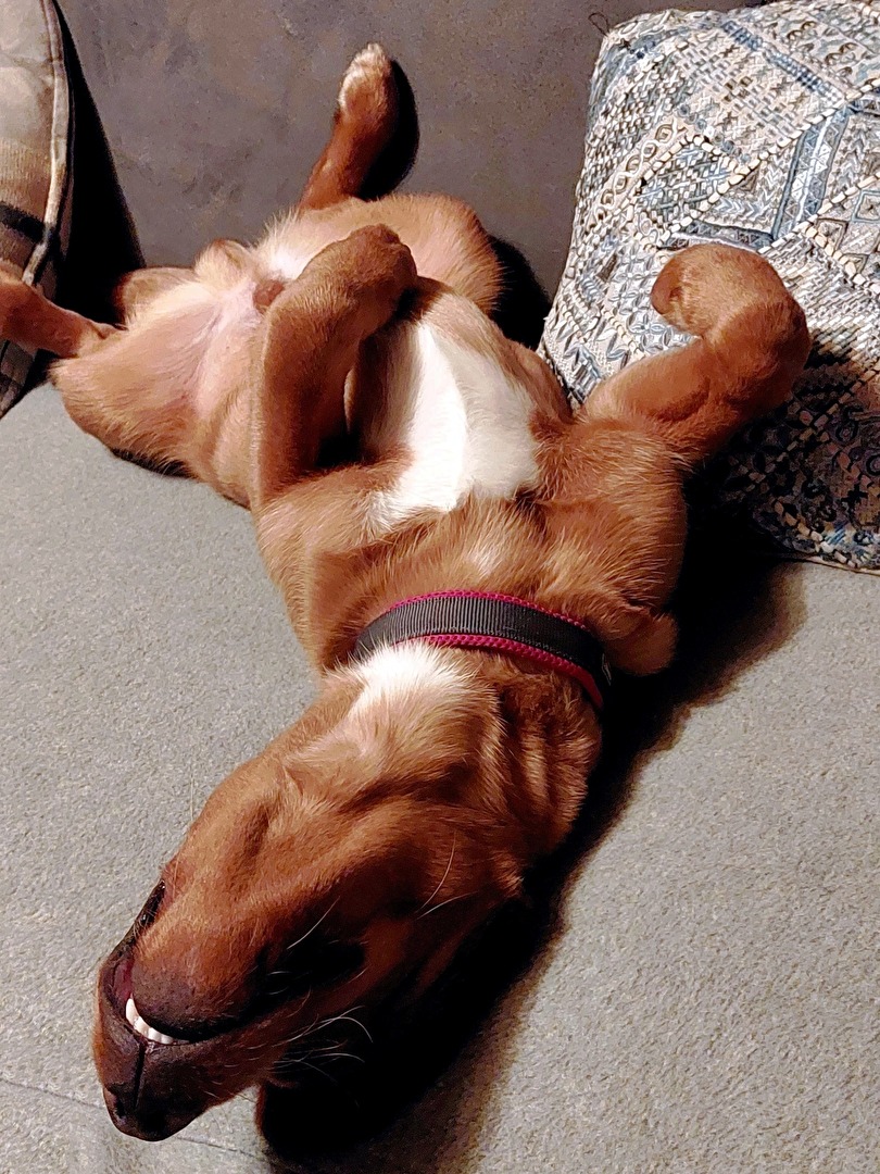 Pelle, der Rückenschläfer.