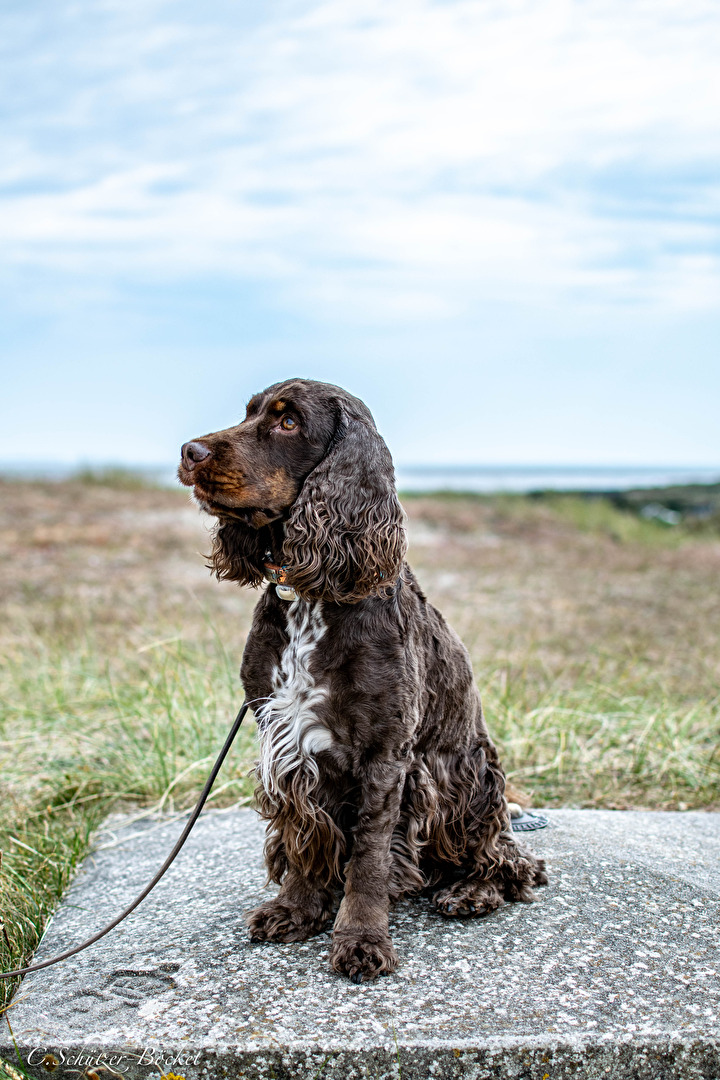 Goofy , immer das Leckerchen im Blick