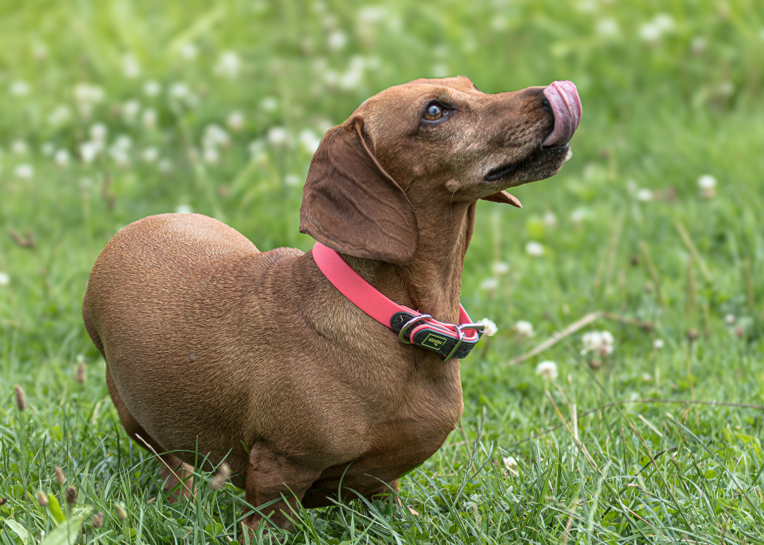 Mein 1. Fotoshooting mit dem Hund . . .