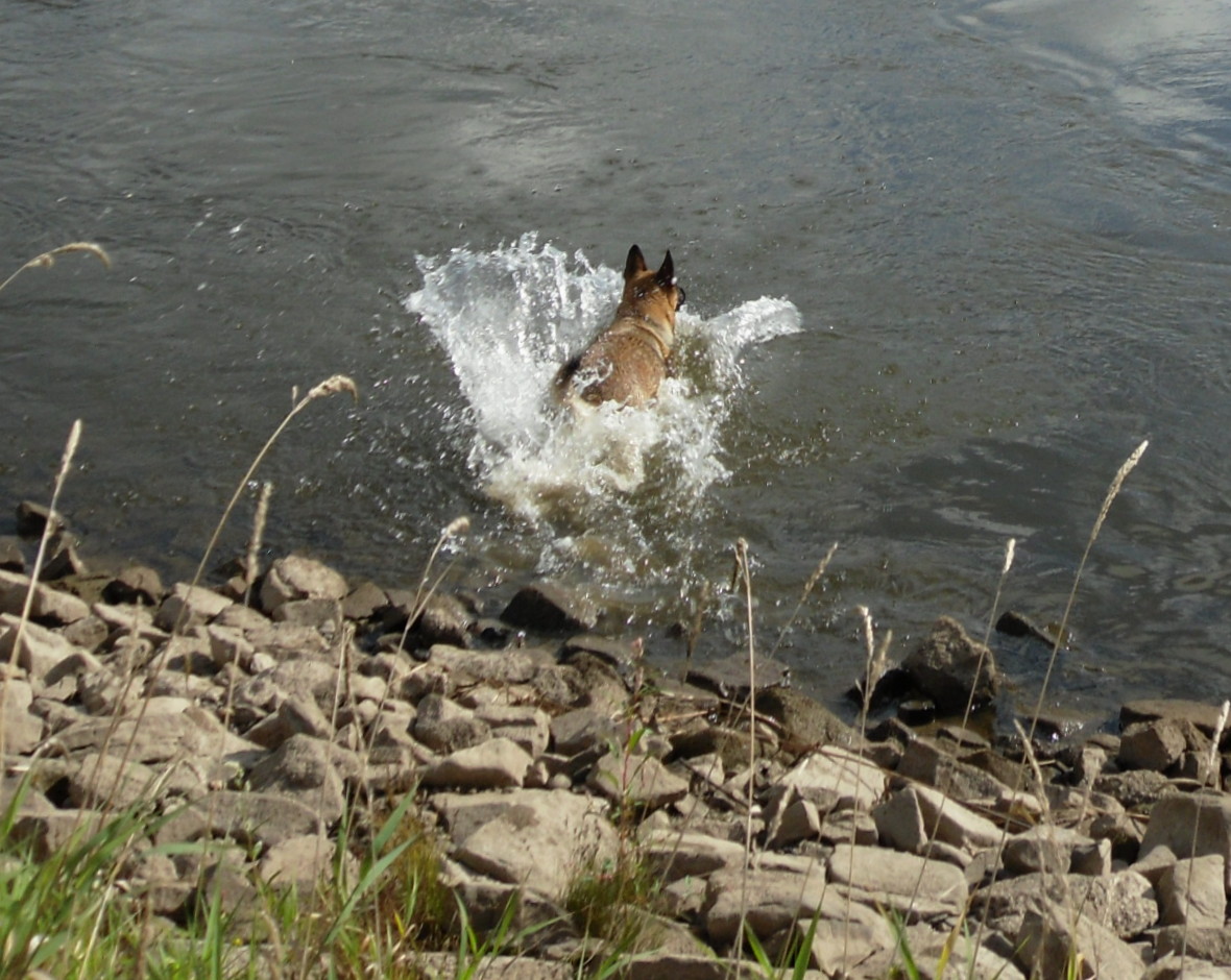 Sprung in die Elbe