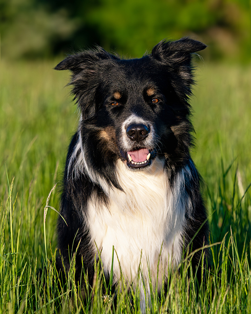 Sam (Australian Shepherd)