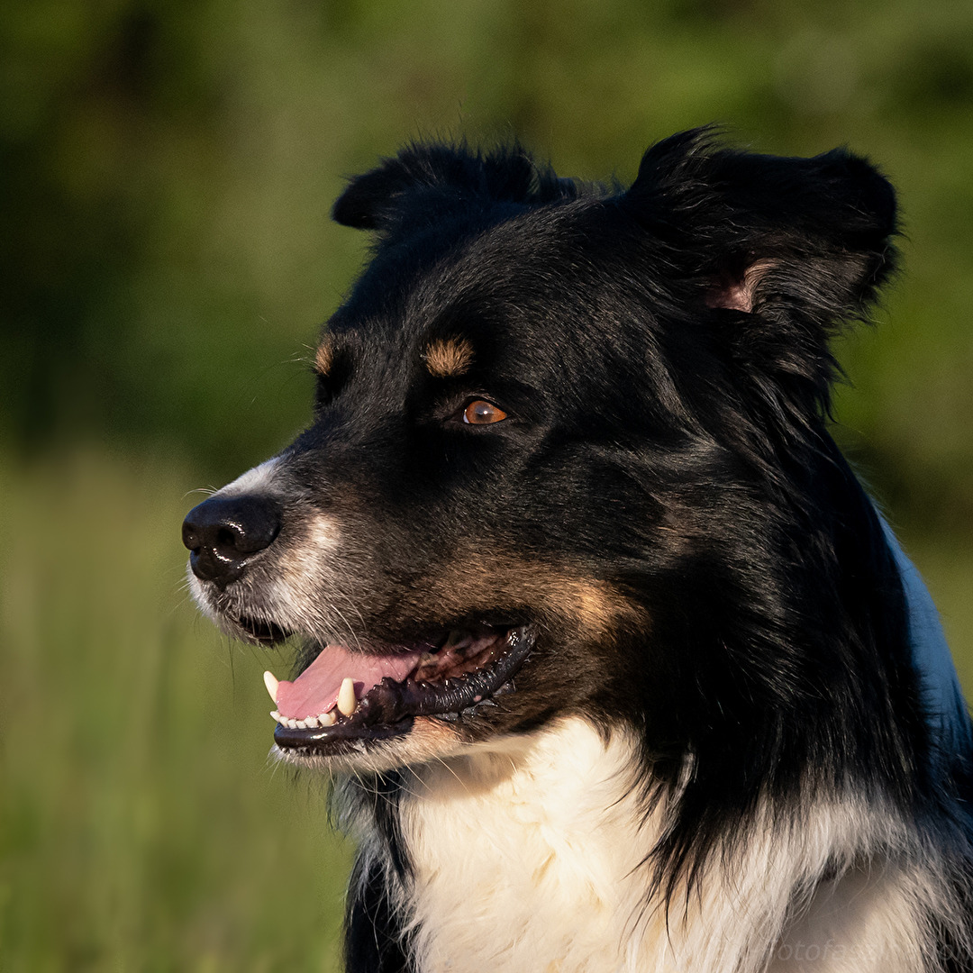 Sam (Australien Shepard)