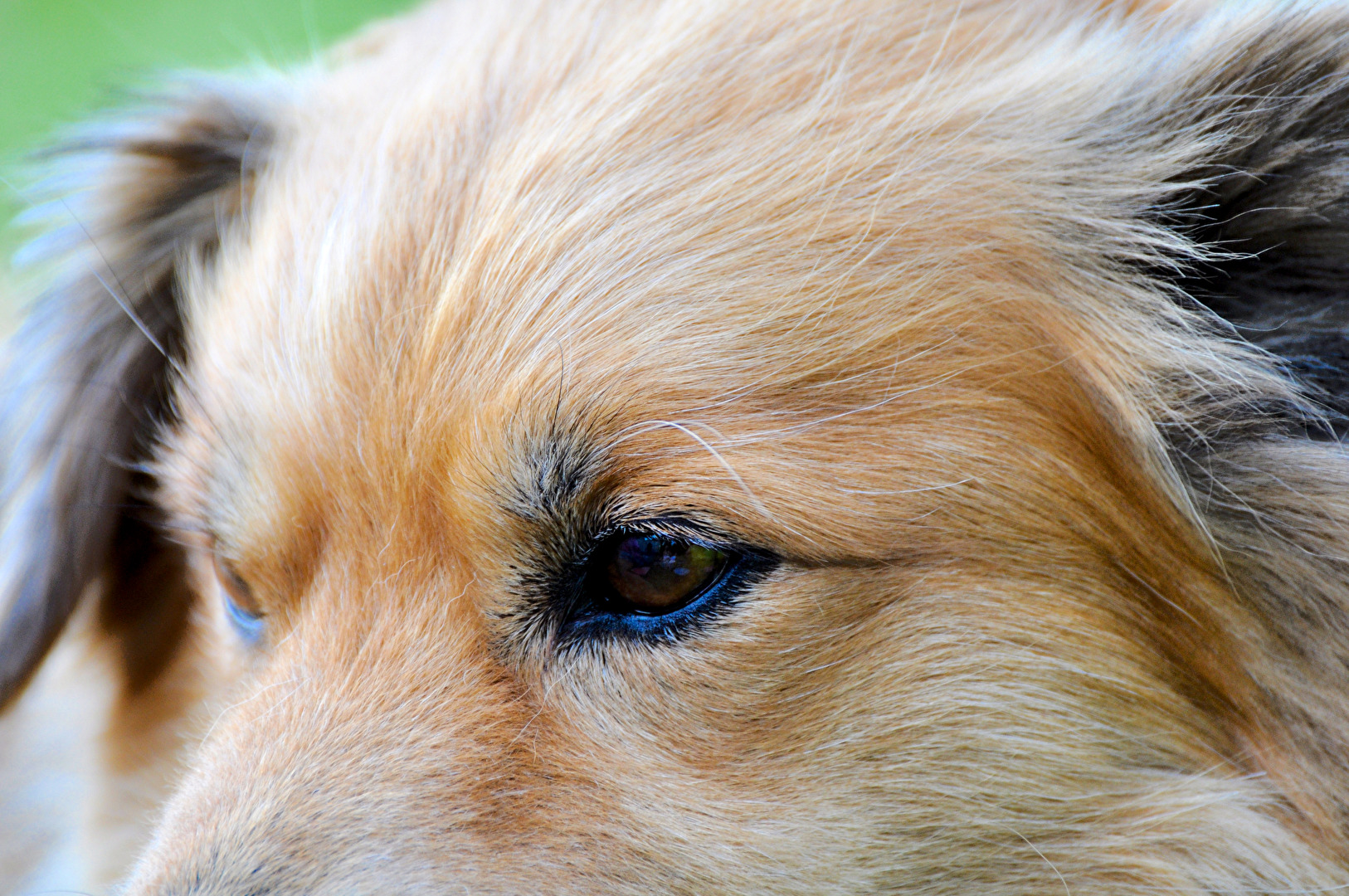 #Hunde