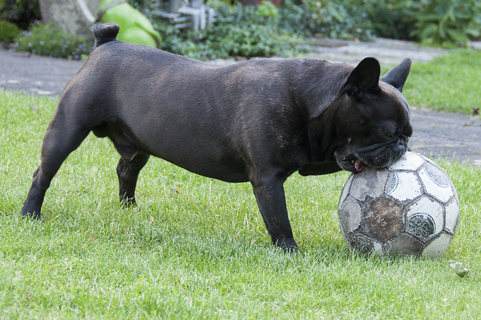 #Hunde