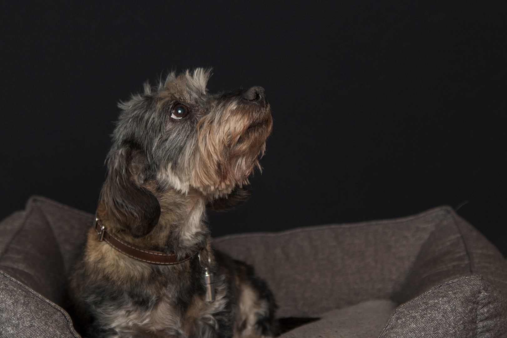 #Hunde