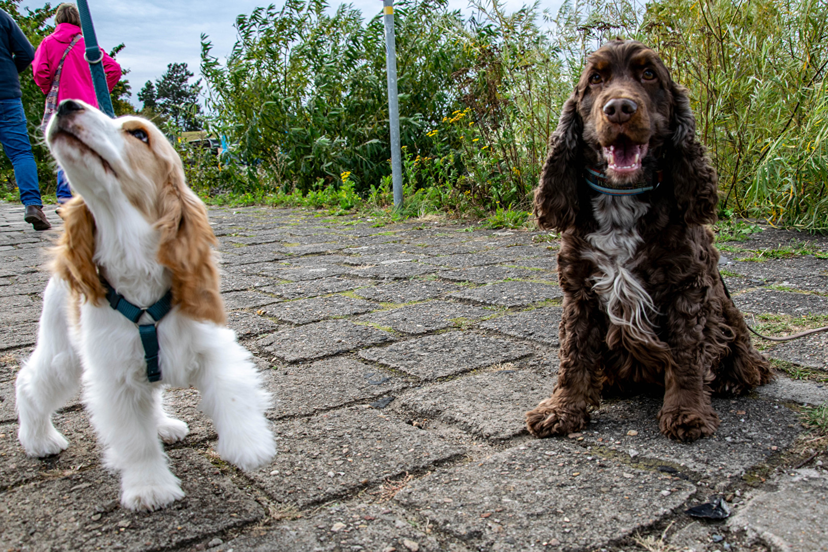 Goofy und der junge wilde