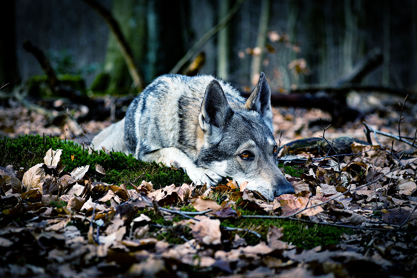 Abby auf Beobachtungsposten