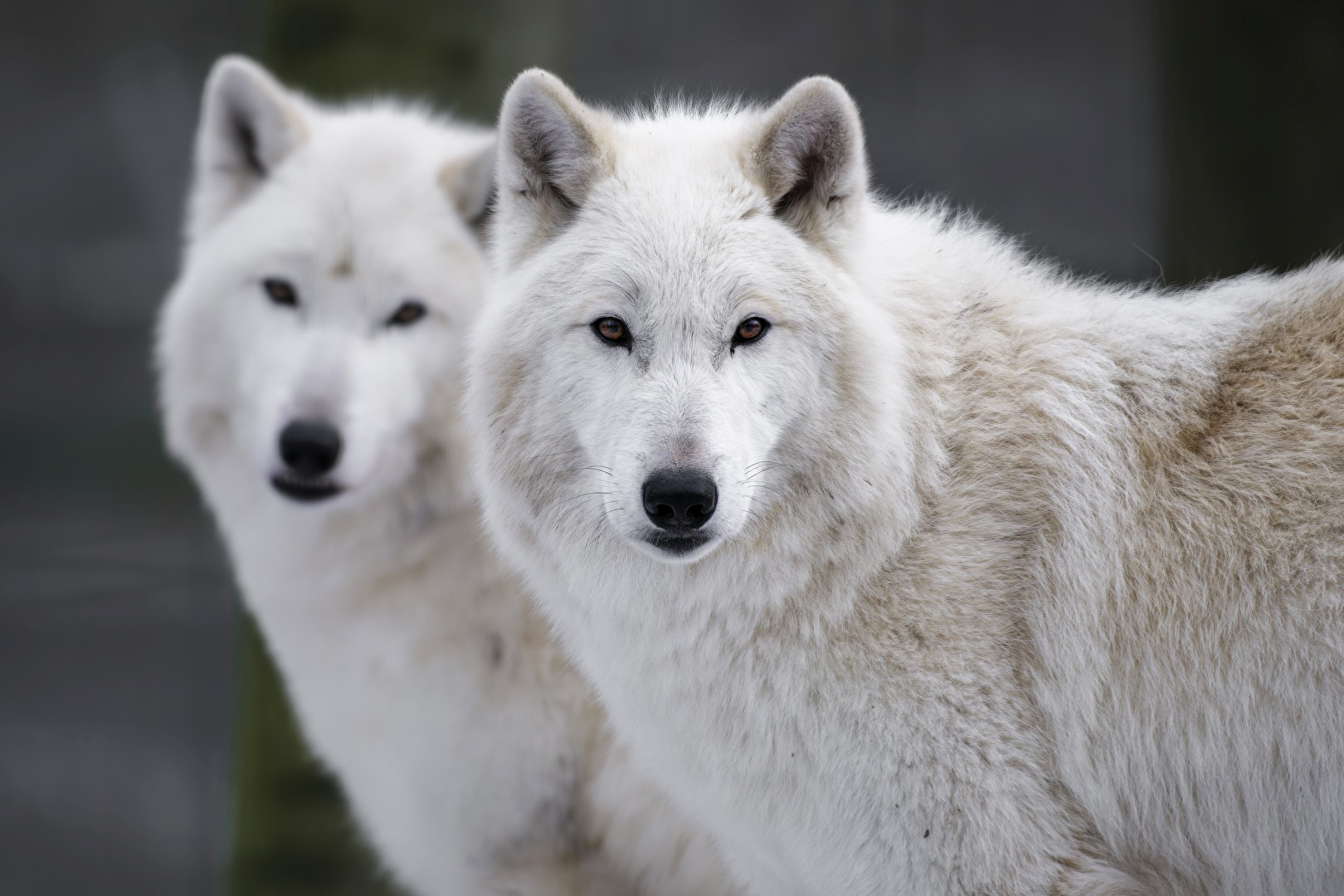 Aufmerksame Polarwölfe (Canis lupus arctos)