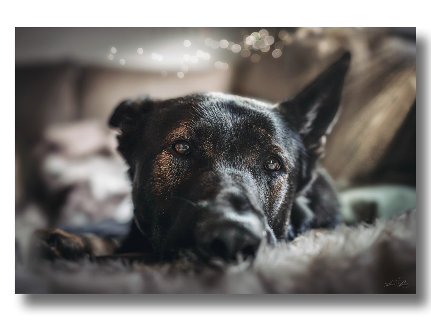 Pet portrait