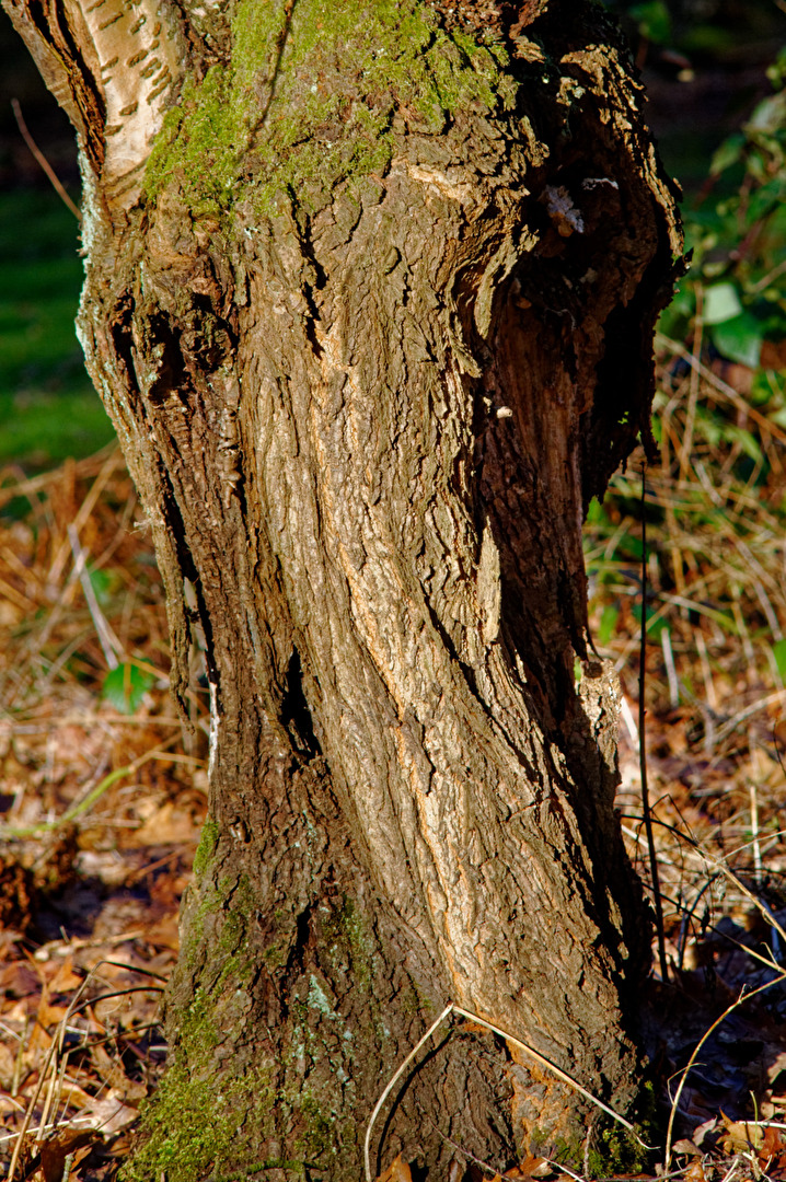 Europäischer Wald Elefant