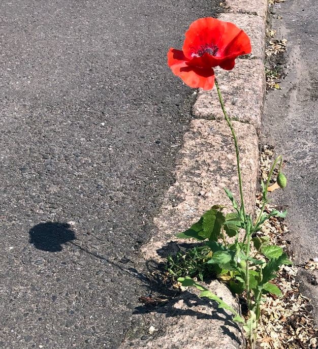 Naturgewalt, wäre ohne Schatten noch einsamer...
