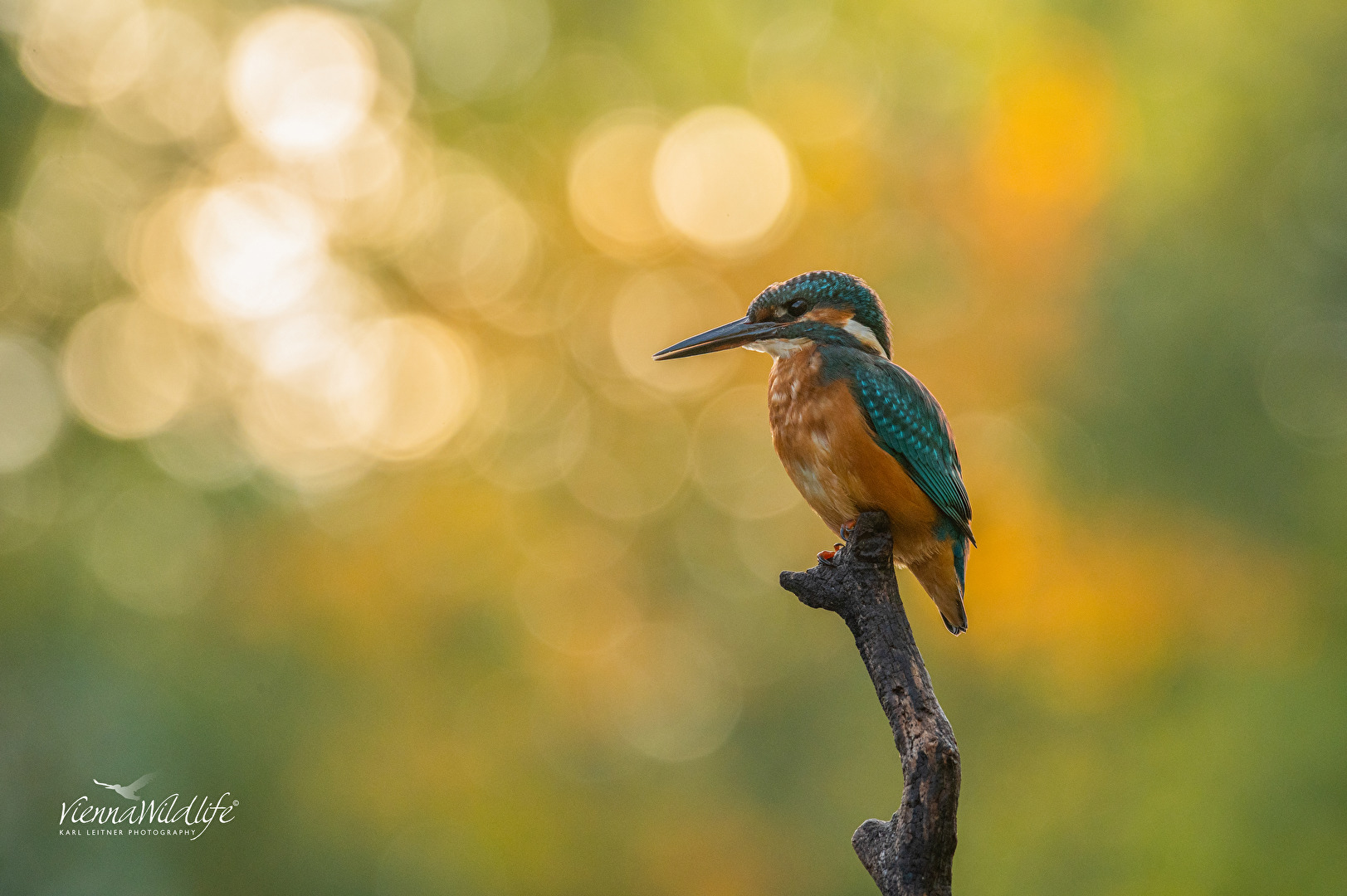 Eisvogel früh Morgens