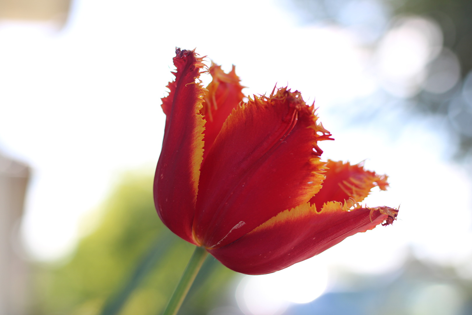 Tulpe