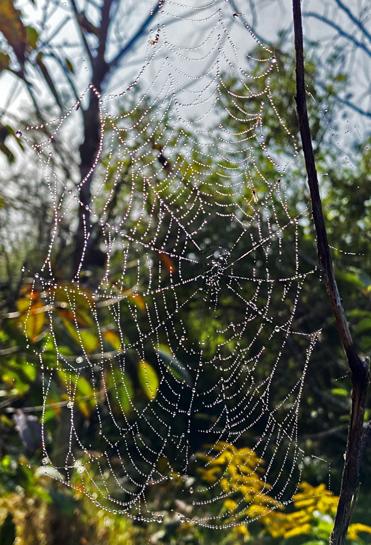 Taunasse Spinnwebe