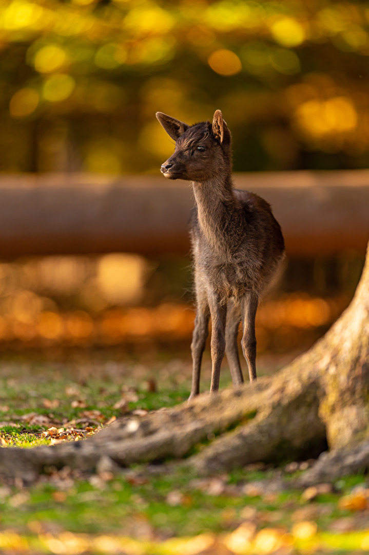 Reh im Bokeh-Wunderwald