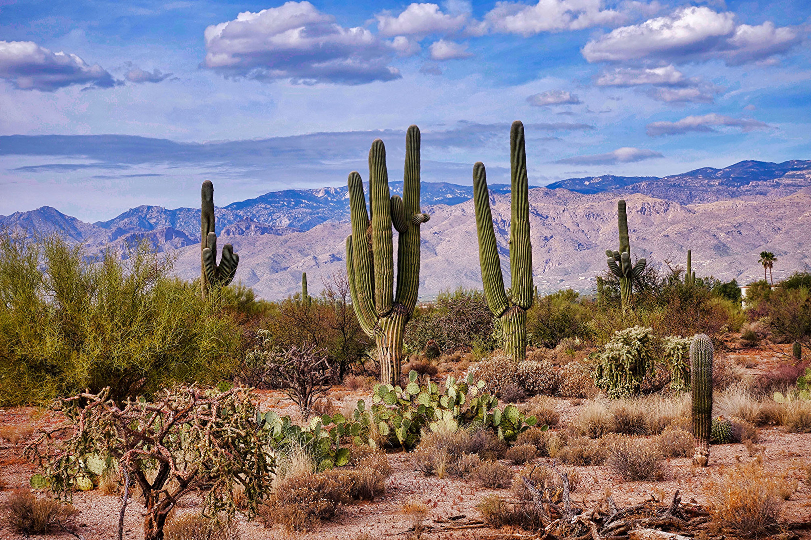 Saguaro National Park, USA