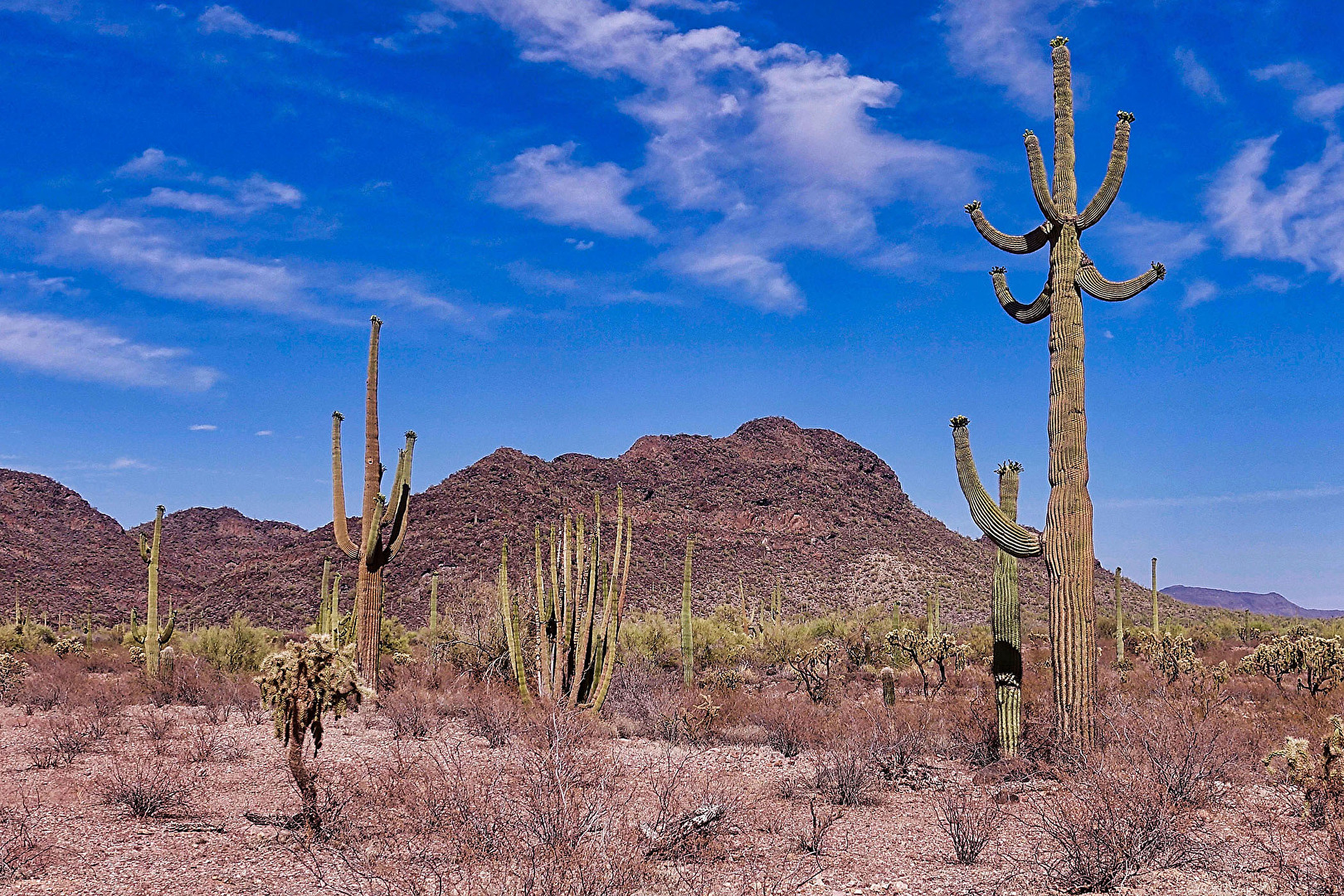 Organ Pipe Cactus National Monument