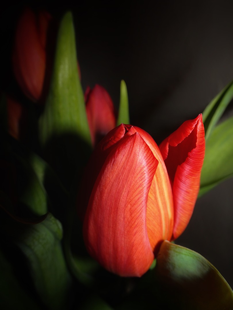 Tulpe