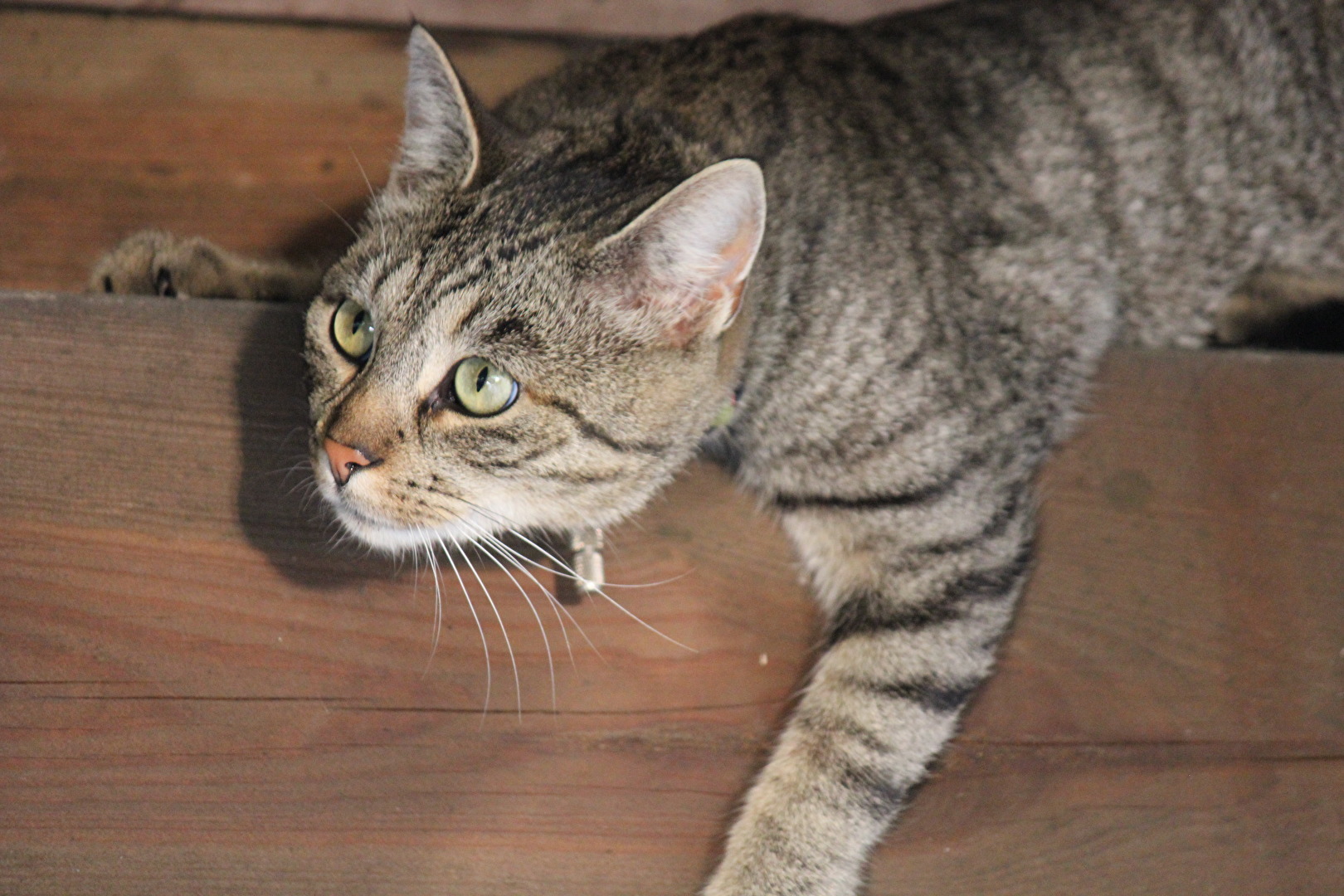 Katze Emma auf Mäusejagt