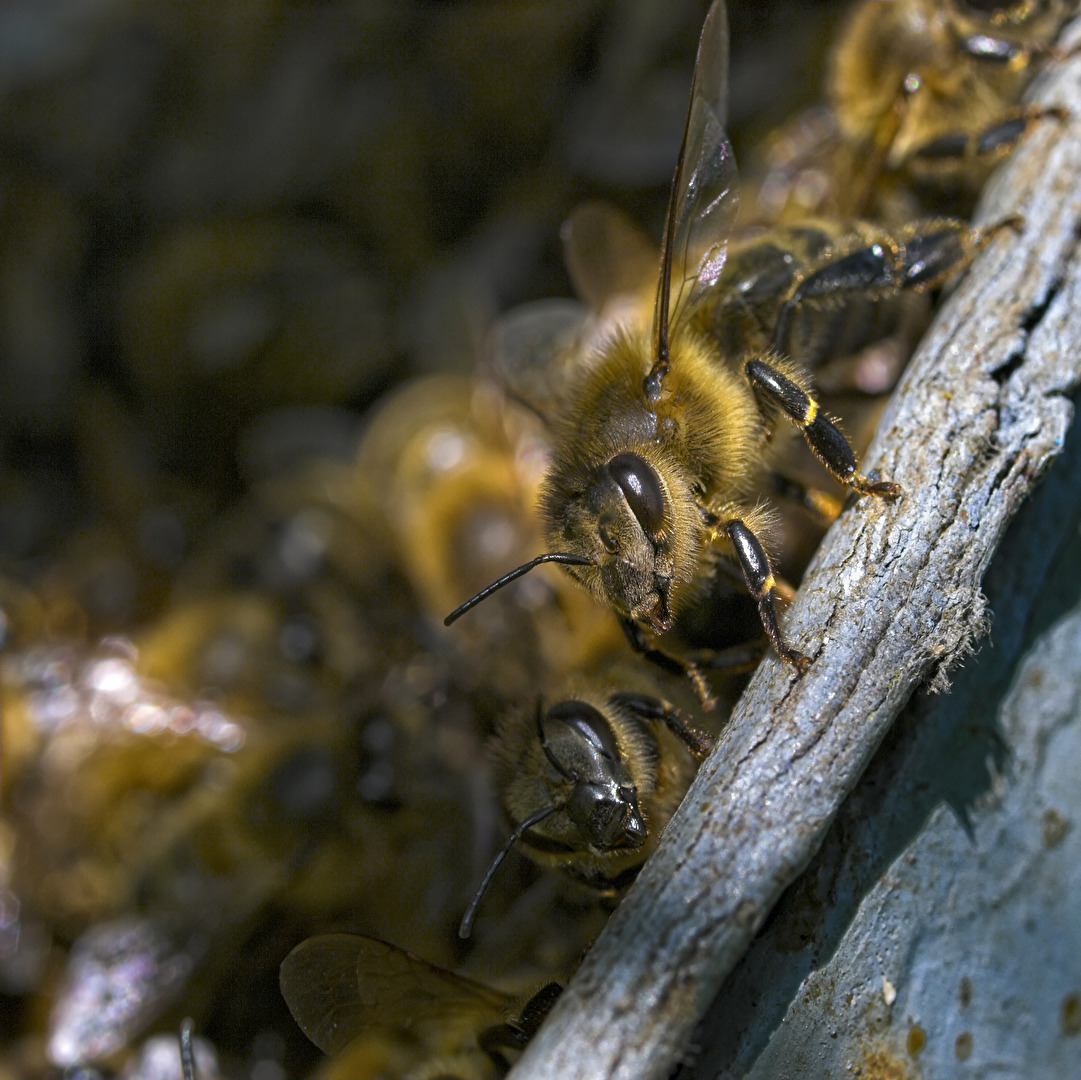 Die Biene Maja